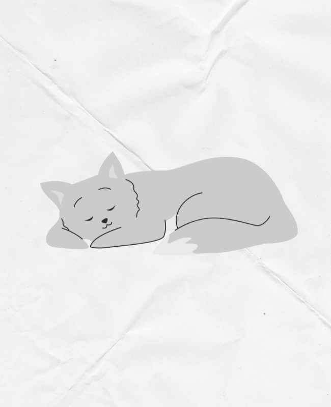 cute cat is sleeping