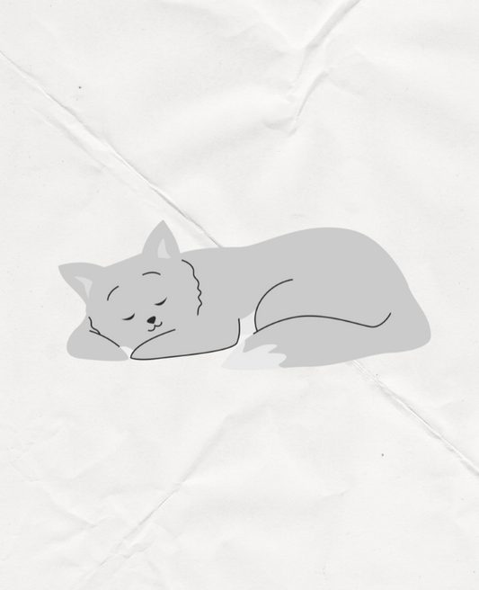 cute cat is sleeping